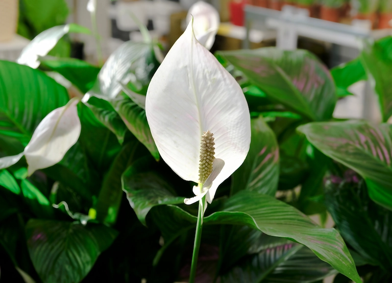 Peace Lily