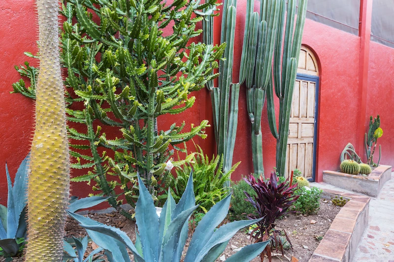 Taman Kaktus Minimalis