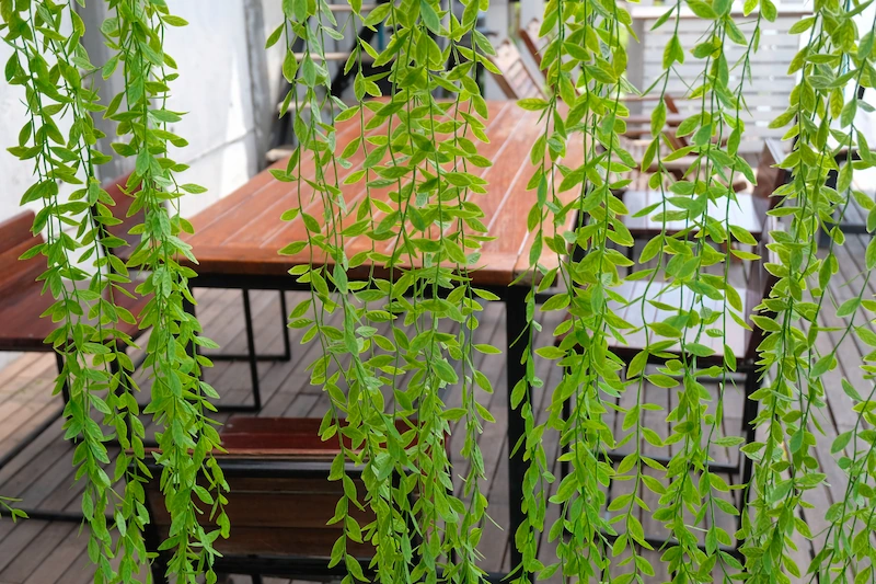 Teras dengan Tanaman Gantung