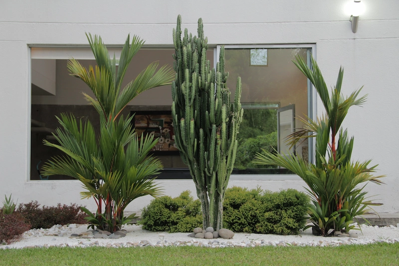 tanaman pembawa rezeki di depan rumah